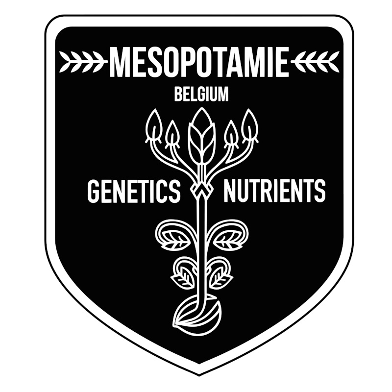 Mesopotamie