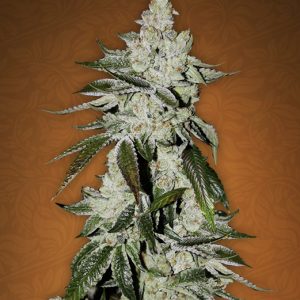 Girl Scout Cookies