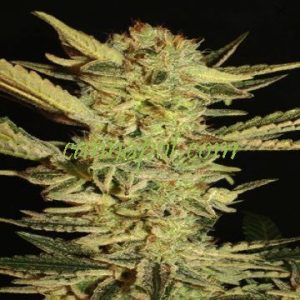 Fini (Autoflowering)